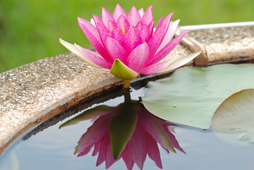 green lotus leaf growing above the water pond