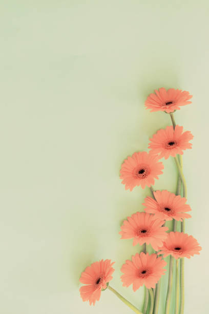 yellow gerbera flowers on green paper background