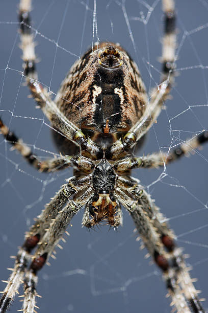 Cross spider stock photo