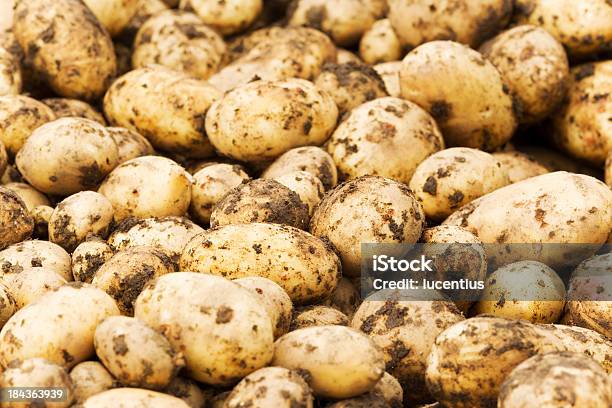 Neue Kartoffeln Hintergrund Stockfoto und mehr Bilder von Ernten - Ernten, Kartoffel - Wurzelgemüse, Nutzpflanze