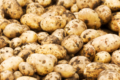 Close-up of newly harvested potatoes. There are companion images: