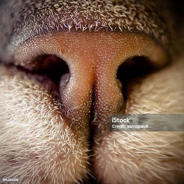 Katze Nase Makro Stockfoto und mehr Bilder von Bildschärfe - Bildschärfe, Einzelnes Tier, Extreme Nahaufnahme