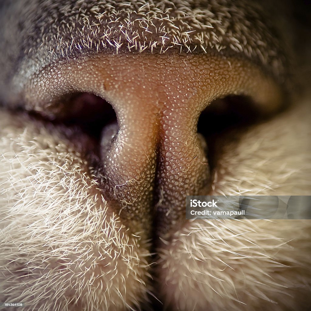 Cat nariz macro - Foto de stock de Animal libre de derechos
