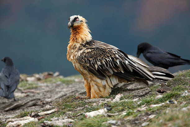 istock Lammergeier, lammergeyer or bearded vulture, 184364153