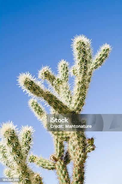 Photo libre de droit de Ours En Peluche Laineux banque d'images et plus d'images libres de droit de Beauté de la nature - Beauté de la nature, Bleu, Branche - Partie d'une plante