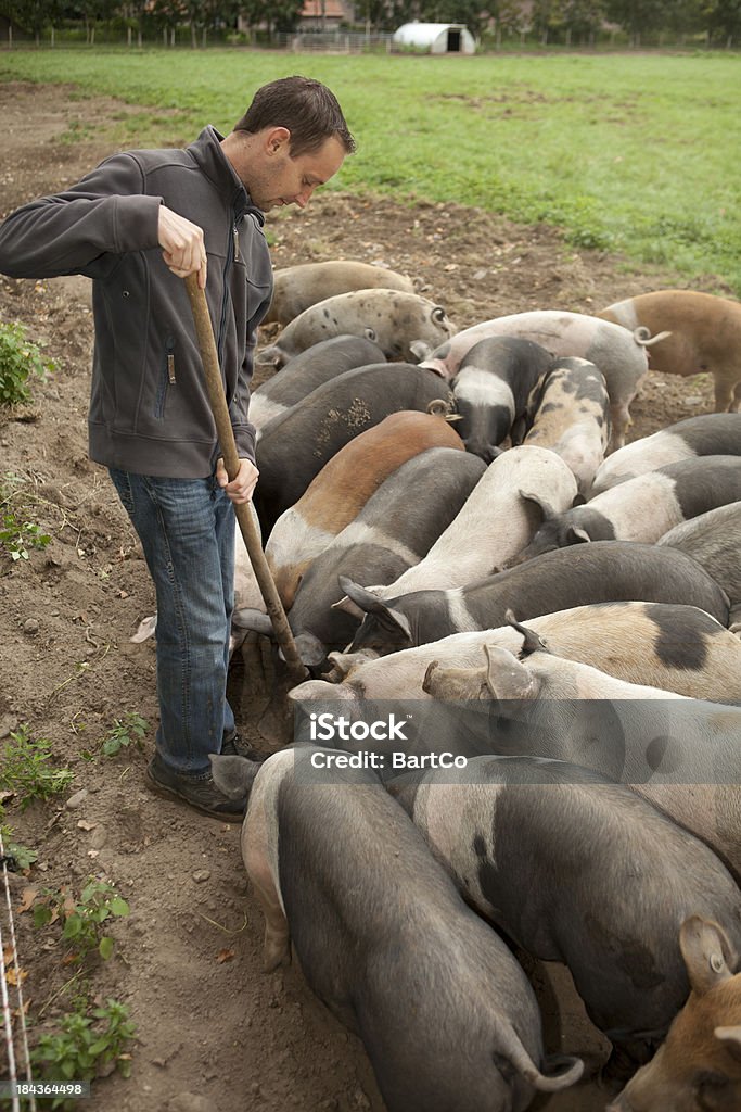 Ouvrier agricole recherche de gamme gratuit avec des porcs. - Photo de Cochon domestique libre de droits