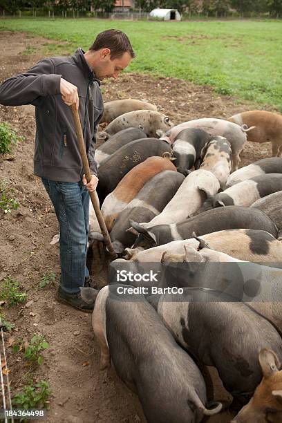 Photo libre de droit de Ouvrier Agricole Recherche De Gamme Gratuit Avec Des Porcs banque d'images et plus d'images libres de droit de Cochon domestique