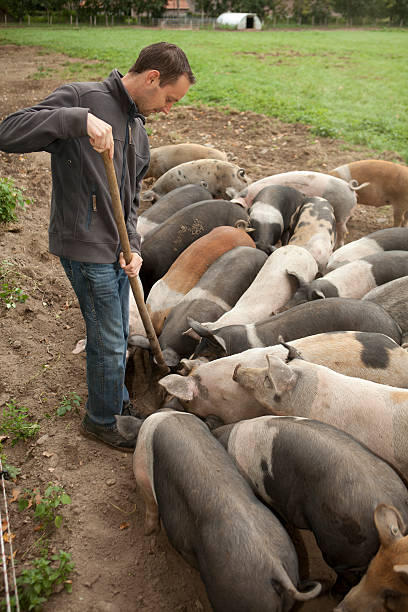 istock Farm worker looking at free range with pigs. 184364498