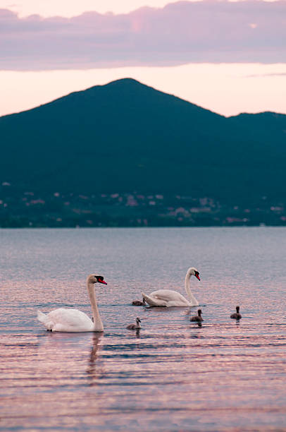 istock Family of swans at sunset 184364555