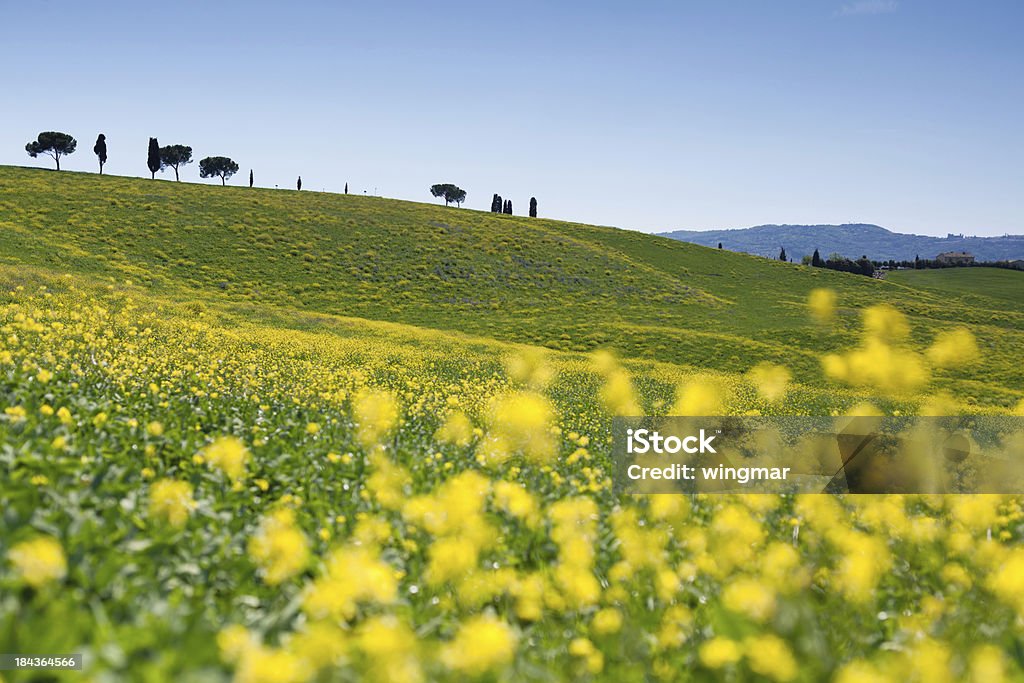 Florescendo campo com foco suave-Itália, Toscana - Foto de stock de Agricultura royalty-free
