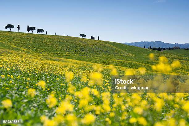 Foto de Florescendo Campo Com Foco Suaveitália Toscana e mais fotos de stock de Agricultura - Agricultura, Ajardinado, Amarelo