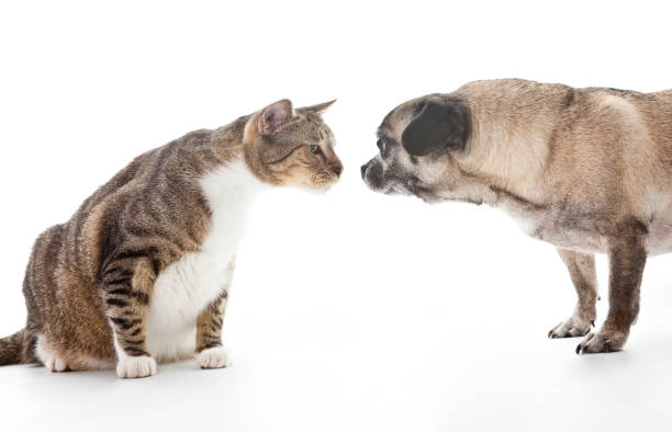 Large Cat and Pug Meet Nose-to-Nose "A large domestic tabby cat meets a female Pug, as they sniff each other nose to nose." cat sniff stock pictures, royalty-free photos & images