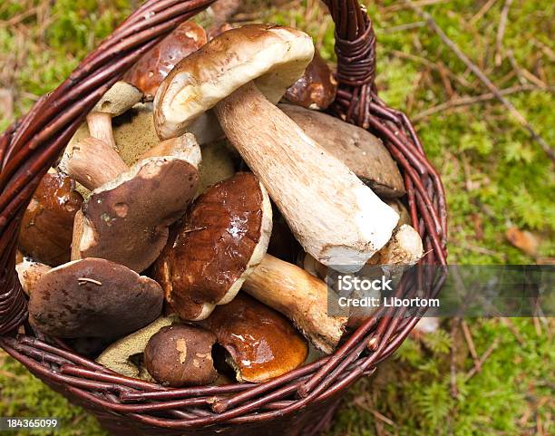 Rich Harvest - Fotografie stock e altre immagini di Ambientazione esterna - Ambientazione esterna, Autunno, Boleto pepato