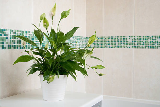 Spathiphyllum Peace Lily indoor plant Spathiphyllum (Peace Lily) in white ceramic pot in front of mosaics of green and plain cream ceramic wall tiles. Focus is on centre of plant with depth of field blur. peace lily photos stock pictures, royalty-free photos & images