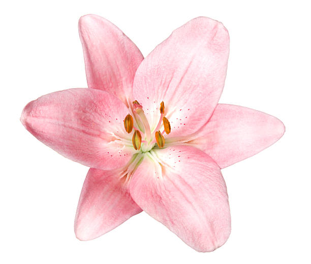 lily ます。 - lily nature flower macro ストックフォトと画像