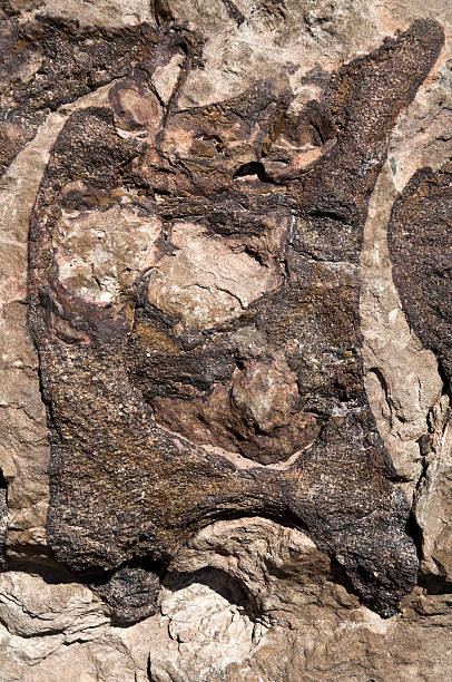 istock Diplodicus Vertebrae Fossil 184365742