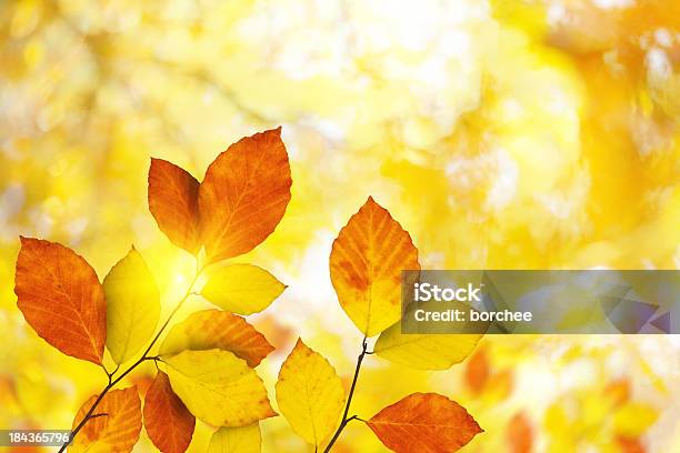 Autumn Листья — стоковые фотографии и другие картинки Без людей - Без людей, Буковое дерево, Ветвь - часть растения