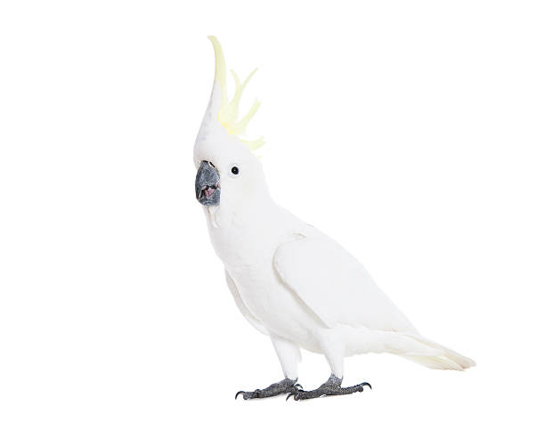 Alarmed Cockatoo A Sulphur Crested Cockatoo with crest raised. sulphur crested cockatoo (cacatua galerita) stock pictures, royalty-free photos & images
