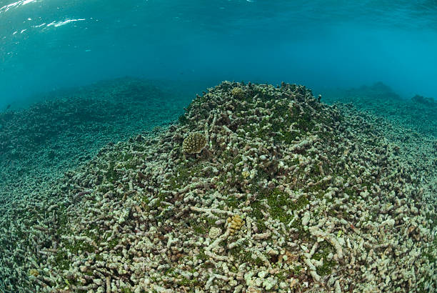 demolido de corais - coral break - fotografias e filmes do acervo