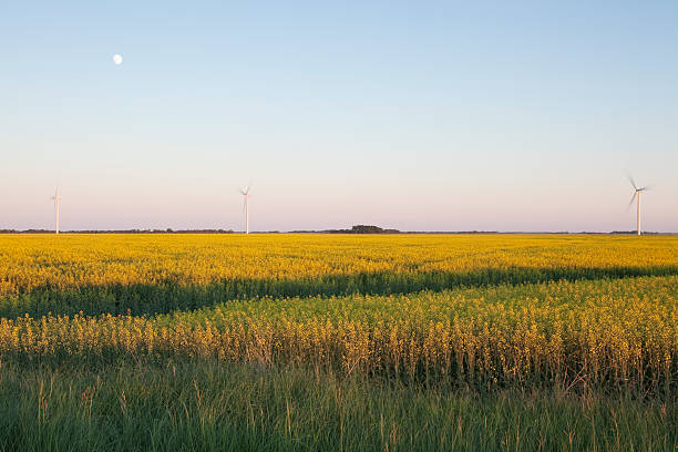 turbina wiatrowa - manitoba canada prairie canola zdjęcia i obrazy z banku zdjęć