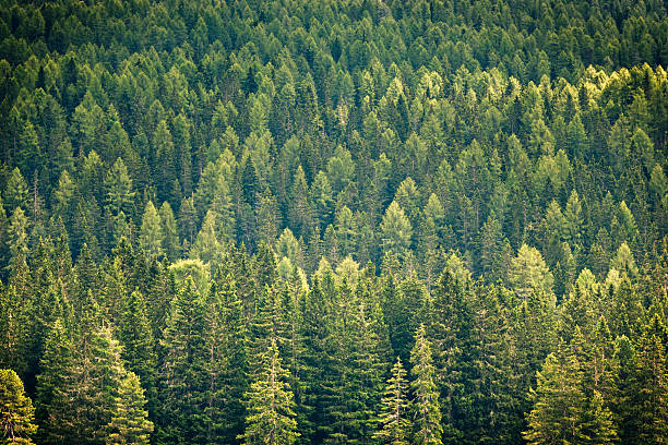 istock Alpine Fir Trees in the Forest, Dolomites 184365908