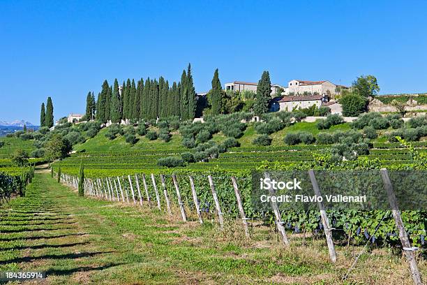 Vinha Em Setembro Valpolicella - Fotografias de stock e mais imagens de Aldeia - Aldeia, Verona - Itália, Encosta