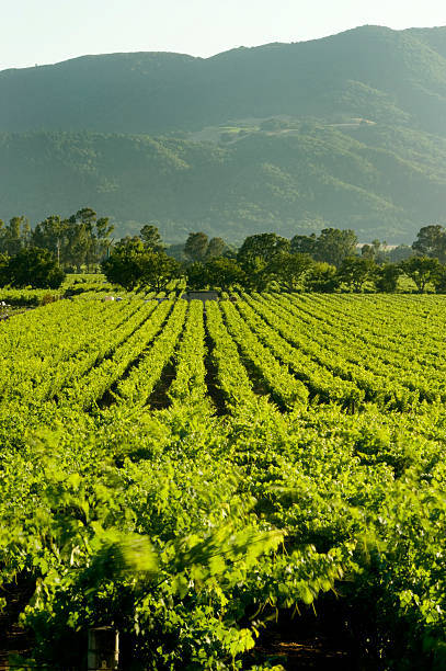 winnic napa valley, kalifornia - vineyard napa valley california vertical zdjęcia i obrazy z banku zdjęć