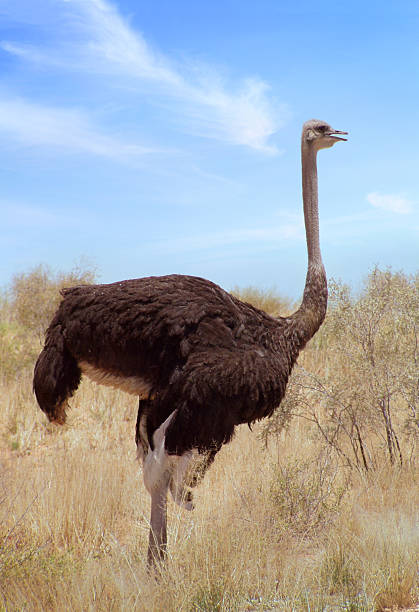 istock Ostrich in Kalahari desert 184366613