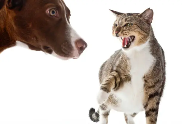 An angry domestic tabby cat growls at a frightened young Labrador Retriever mix puppy as the puppy gets a little too close for the cat liking.