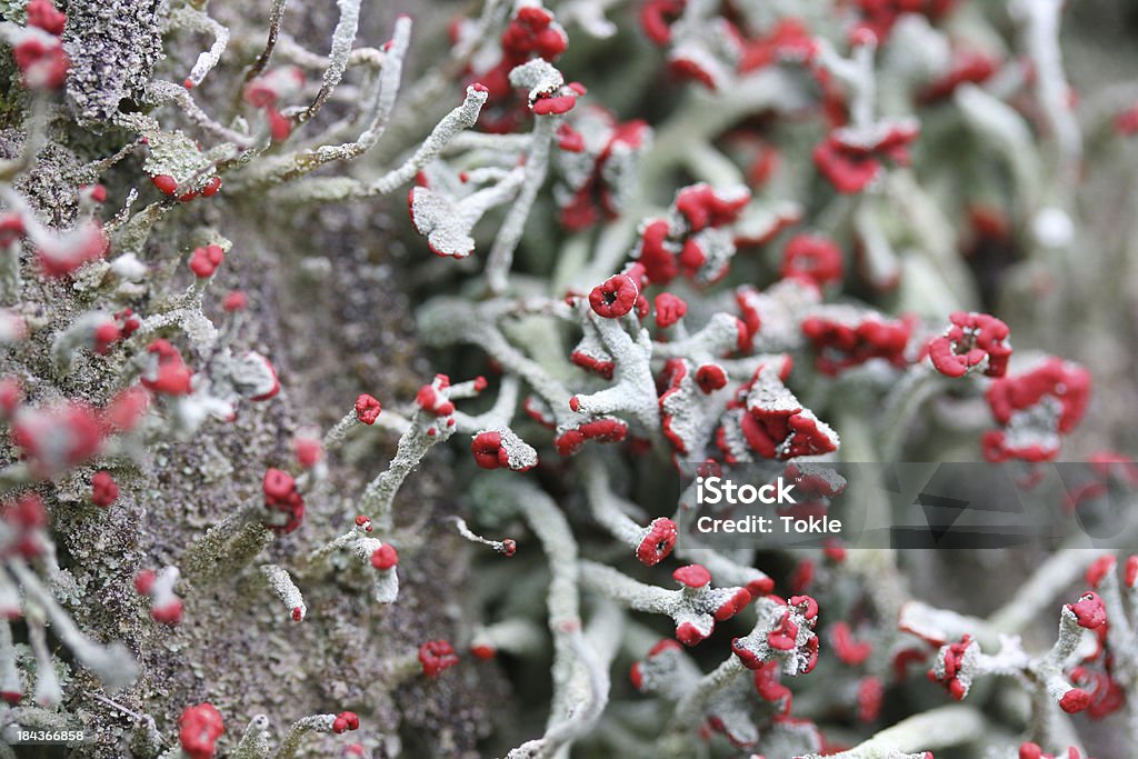 Moss (Cladonia macilenta - Lizenzfrei Baumstumpf Stock-Foto