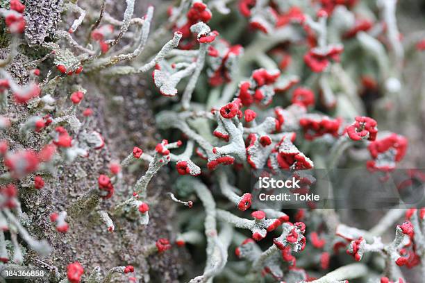 Moss Cladonia Macilenta Stockfoto und mehr Bilder von Baumstumpf - Baumstumpf, Bildschärfe, Boden