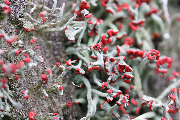 Moss (Cladonia macilenta) stock photo