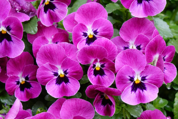 istock flower arrangement in flower bed 1843669774