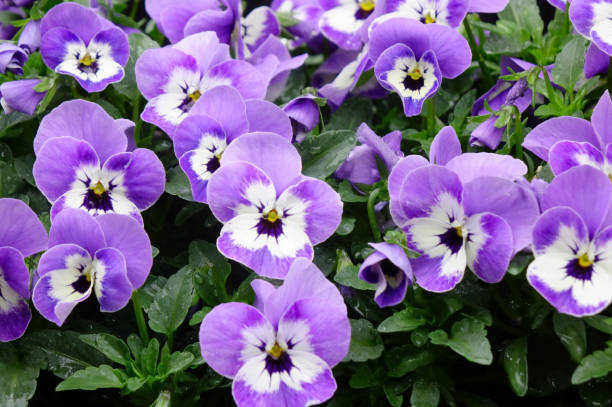istock flower arrangement in flower bed 1843673917