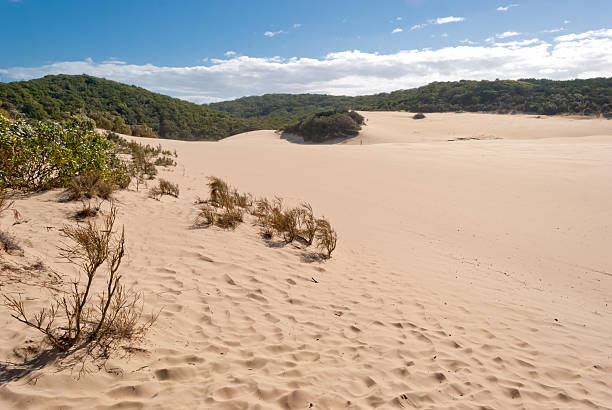 istock Fraser Island desert dune landscape, Australia 184367539