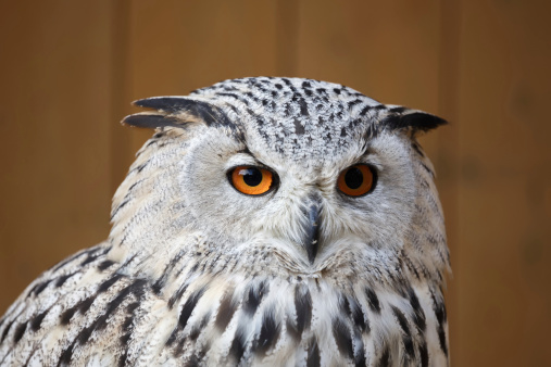 portrait of eagle owl with his big and beautiful oranges eyes