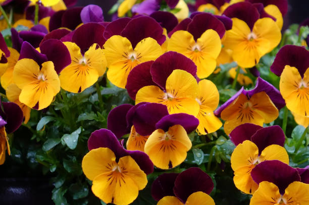istock flower arrangement in flower bed 1843676009