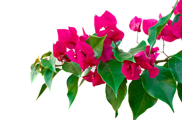 bougainvillaes - frame flower ornamental garden beauty in nature 뉴스 사진 이미지