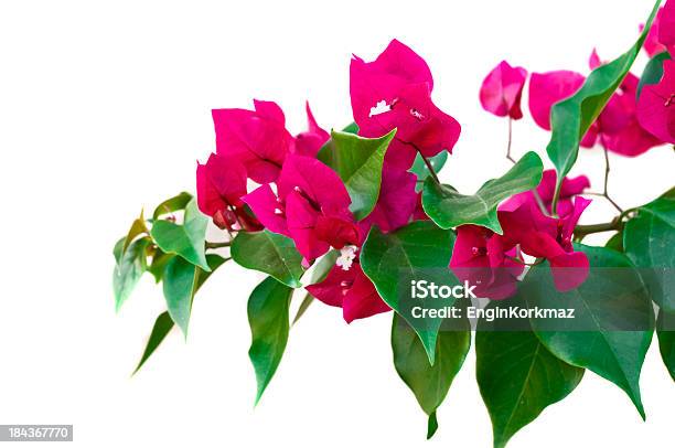 Bougainvillaes Stock Photo - Download Image Now - Aegean Sea, Art, Art And Craft