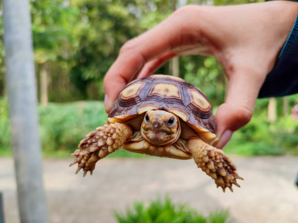 istock a hand holding a baby sulcata tortoise 1843679590