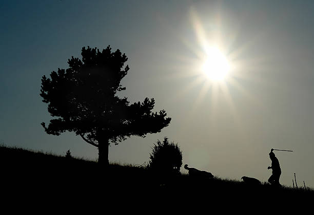 Sheppard chasing the dogs on the horizont. sun shines over the tree.