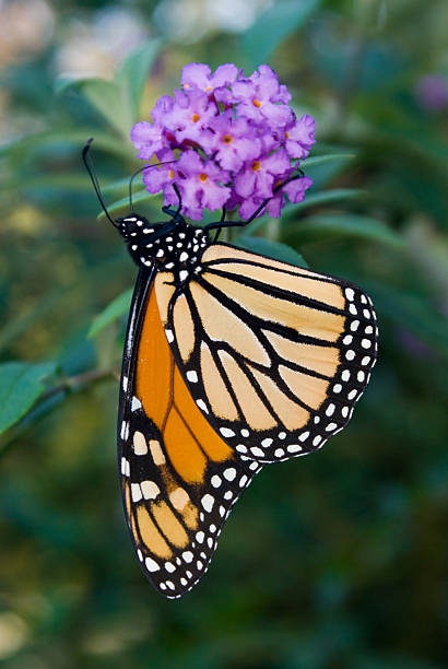 istock Female Monarch Butterfly (Danaus plexippus) 184368234
