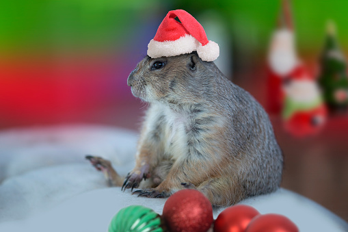 A tabby cat is playing with the Christmas tree.