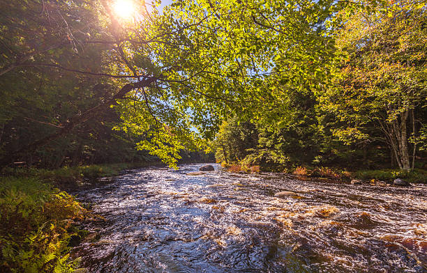 istock Landscape with autumn forest and river 184369269
