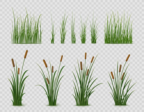 Realistic reed, sedge and grass or green plant leaves, isolated vector on transparent background. Realistic reed, pond or river nature, swamp sedge and lake grass for summer garden landscape