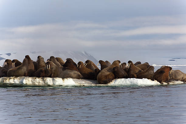 istock Walrus colony in Franz Josef Land 184370071