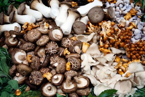 A market stall selling a large variety of interesting edible mushrooms.