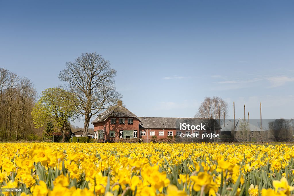 Narcisos em campo de flores - Foto de stock de Agricultura royalty-free