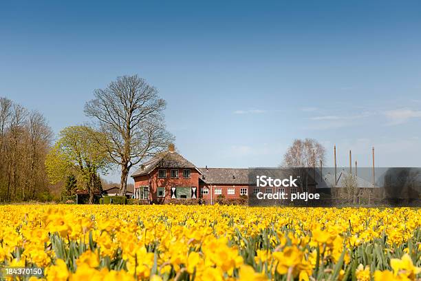 Daffodils Em Campo De Flores - Fotografias de stock e mais imagens de Agricultura - Agricultura, Ajardinado, Amarelo