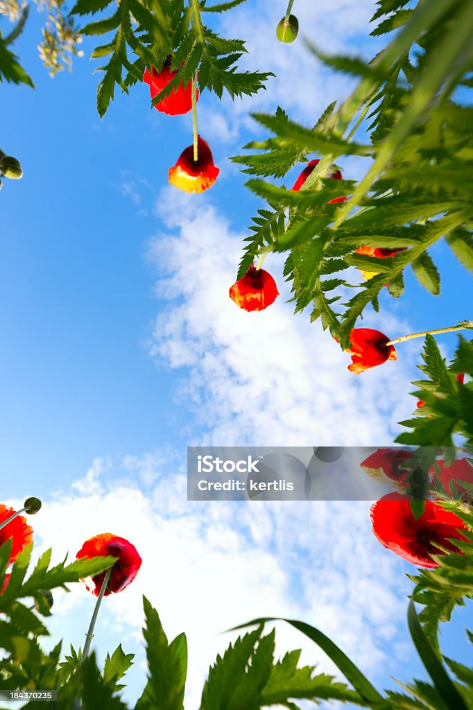 Poppy field Poppy field (on blue sky) Agricultural Field Stock Photo